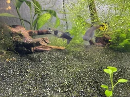 !!HELP!! Pregnant guppy