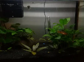 40 litre Tropical Community Tank Improvement 2022