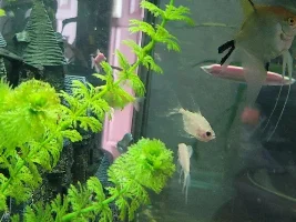 Ick? Nitrate poisoning? Tumors?
