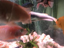 Yellow tail acai turning upside down / acting weird