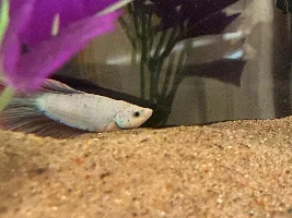 New betta not doing well - Updated with video