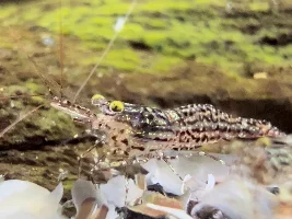Sulawesi Shrimp