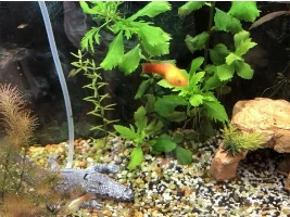 Help! No idea what is wrong with Platy fish