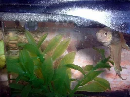 My first and last betta