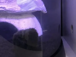 Spazzy betta?