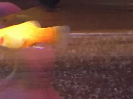 My last post. When will my platy(ies) give birth?