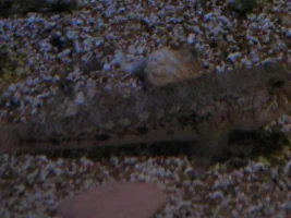Me and my camera went to the Sea Life Centre