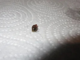 What snails do I have ?