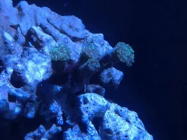 230 Gallon Reef Tank.