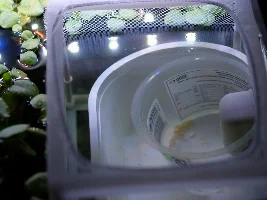 Help! My cories spawned! What do I do??