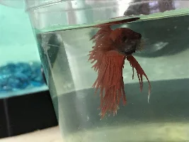 Sick betta