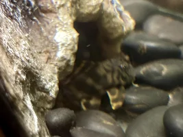 worm line at the mouth of it's cave