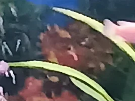 Live plants for african cichlids tank