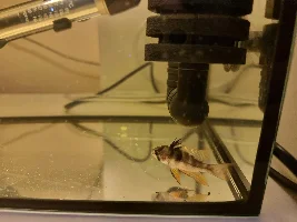 German blue ram red belly, losing weight, parasite?