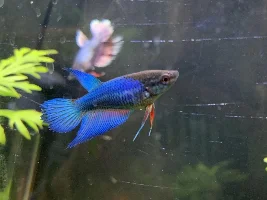 Share your bettas