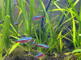Are these neon or cardinal tetras ?