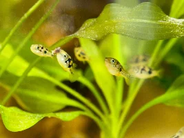 Planted Pea Puffer Savannah