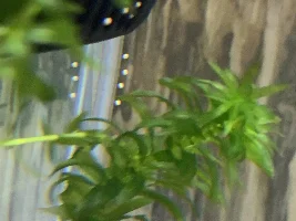 White-cream eggs/shells appearing in tank