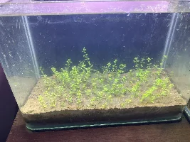 Mud Substrate Aquarium - No Cap - Journal