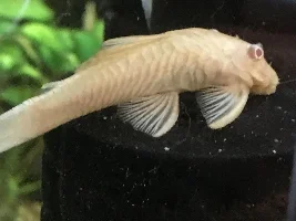 What gender are these BN plecos?