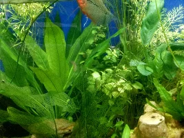 55Gal Goal Is Planted, Peaceful