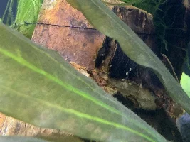What ARE these eggs in my cycling aquarium?!