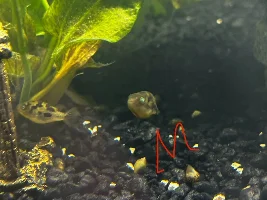 Pea puffer (dwarf puffer) male or female??