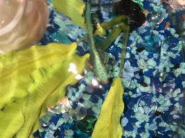 Betta has growth on head