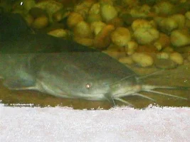 Cairo Fish Grotto & Gardens