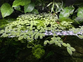 90L Dirted Planted Tank