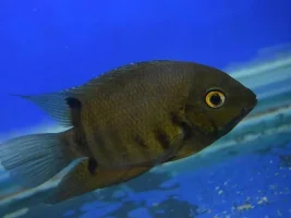 Green Severum Sexing