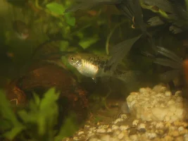 Xiphophorus evelynae...