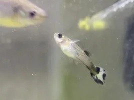 Help me gender by fry?