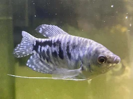 Gendering blue gourami?