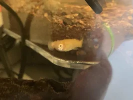 Guppy with mouth fungus