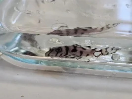 The beginning of the journey, Hypancistrus..