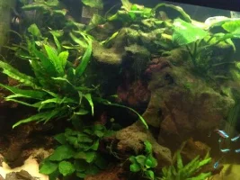 Not Sure Why I Am Having Algae Issues?
