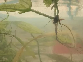 African water fern(?) growing shoots with roots from a leaf, answers?