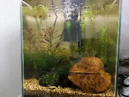 Unknown bugs in my 30 liter Shrimp tank
