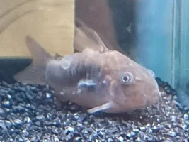 Tank Tests OK But Something Not Right?