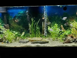 55 Gallon Journal