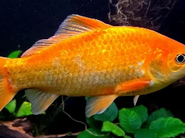 which of your fish has the potential to live the longest, and are you really ready for that???