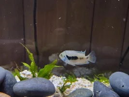 Honduran red point male or female?