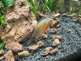Red “honey” gourami