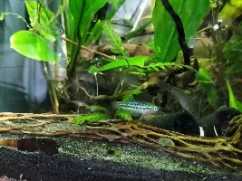 New 45 Gallon, stocking ideas.