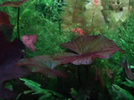 5 Planted Tanks