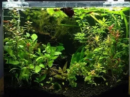 Starting 5 gallon betta fish planted tank, I have questions!