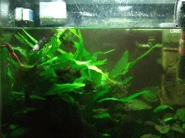 10G Aquarium Free To Good Home Asap - Betta, Pygmy Corys, Adfs