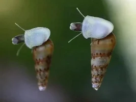 Snails