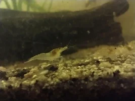 Shrimp disease?